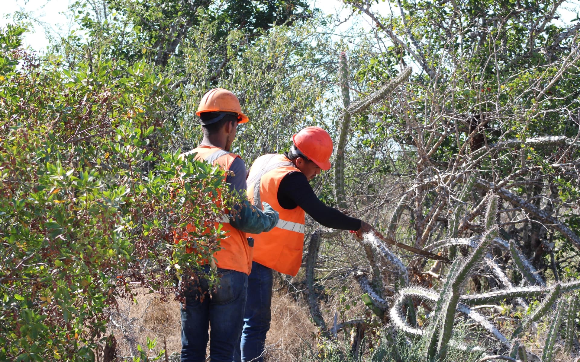 Imagen de proyecto pendiente