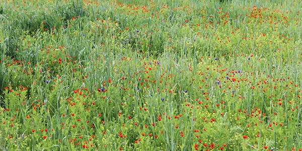 biodiversidad